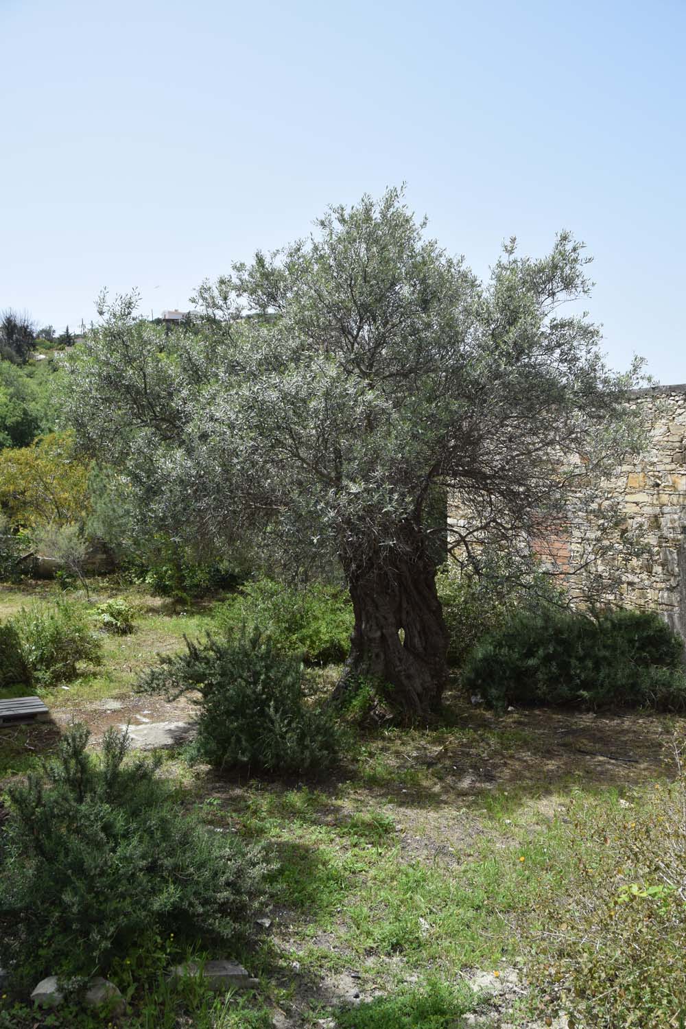 olive_cultivation_1