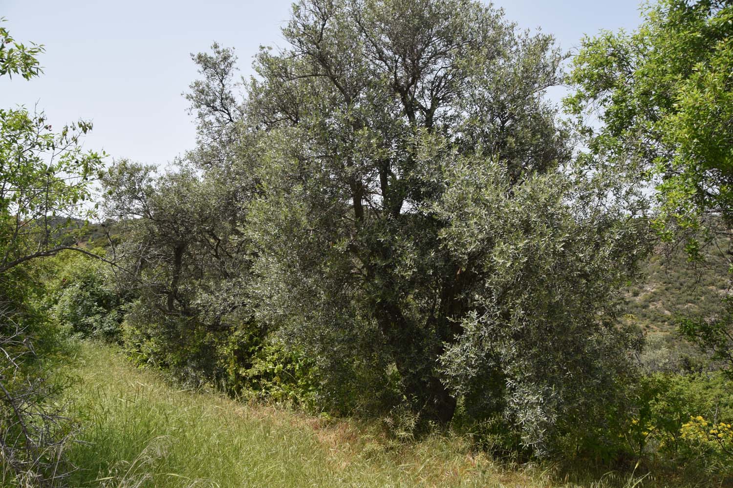 olive_cultivation_2