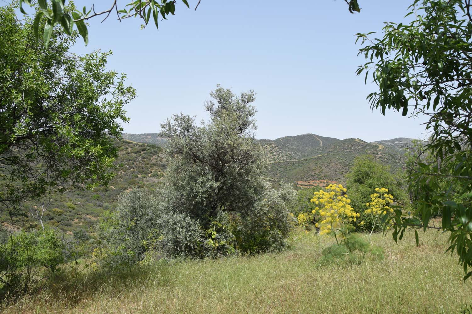 olive_cultivation_3