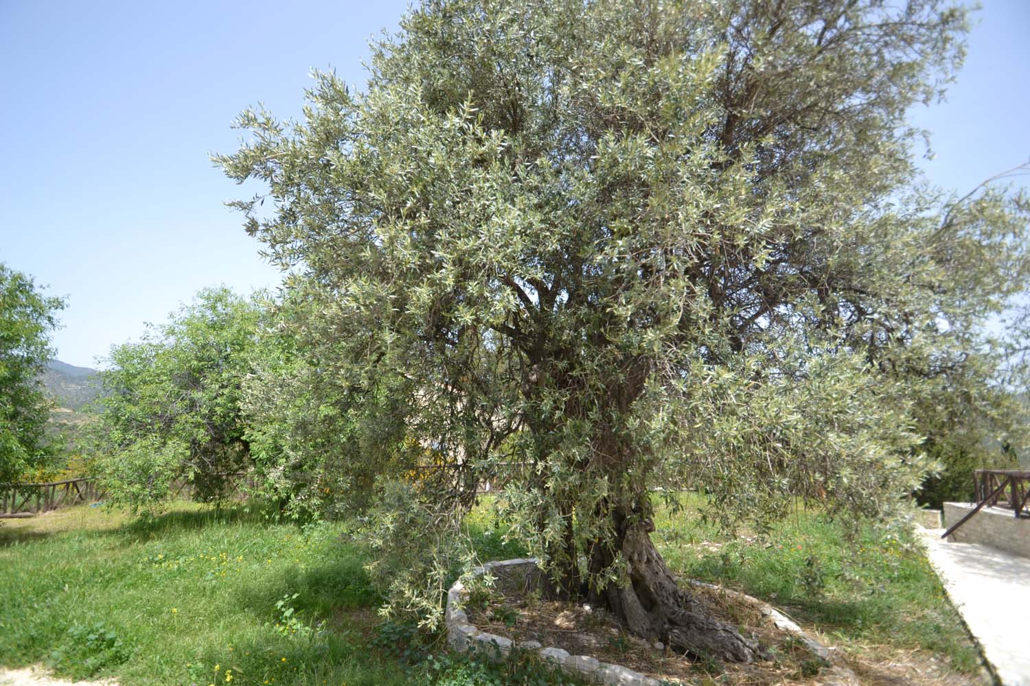 olive_cultivation_4